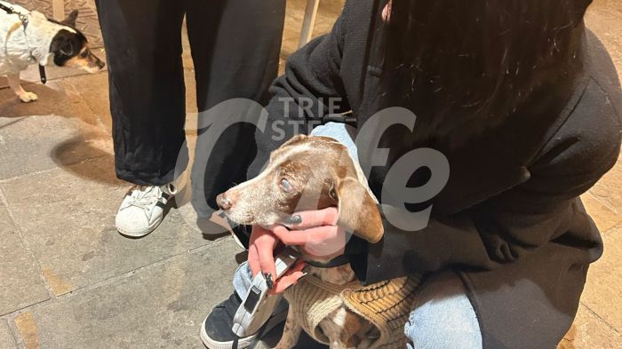 Via Torino: mendicante trascina cane ferito in un locale, intervengono i Carabinieri