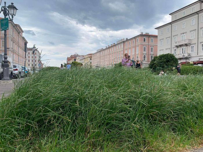 Piazza Sant’Antonio, una lettrice denuncia: “Erba alta e incuria in pieno centro” (FOTO)