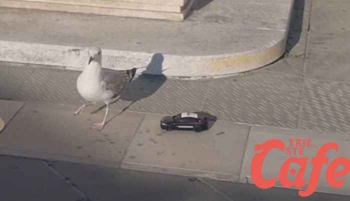Divertente fuori programma in piazza Unità, auto dei Carabinieri telecomandata insegue un gabbiano (VIDEO)