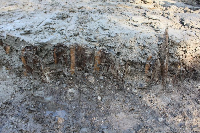 Grado, scoperte palizzate romane e altomedievali: una finestra sui cambiamenti del mare nei secoli (VIDEO)