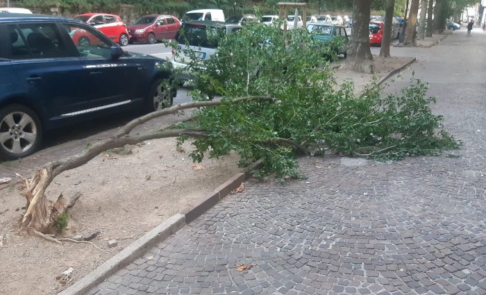 Abbattuto albero in viale Ippodromo, bora o vandalismo? Discussione social 