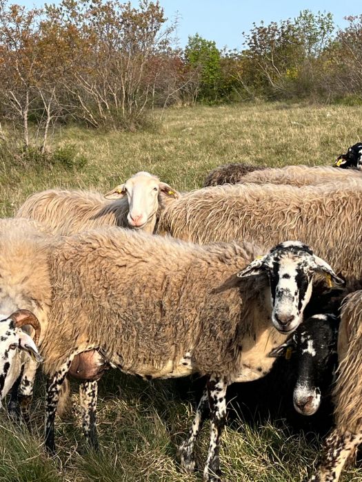 "Kras 4 us", il 17 aprile passeggiata alla fattoria Alture di Polazzo sul pascolamento per prevenire gli incendi 