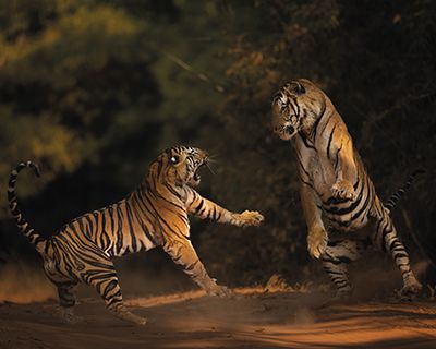 Trieste celebra la fotografia naturalistica con due mostre e un'inaugurazione imperdibile