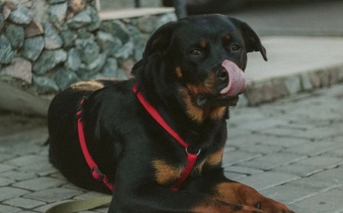 Rottweiler fuori controllo ad Altura: il racconto di una triestina