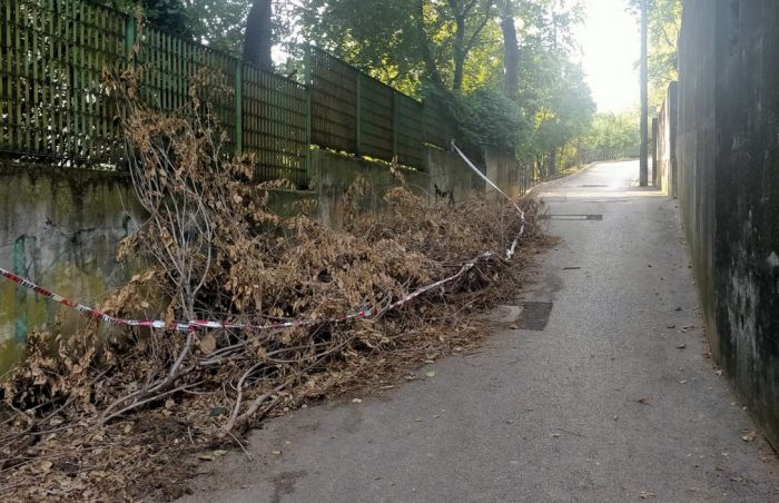 Segnalazione di degrado in Via Rigutti: sterpaglie da rimuovere