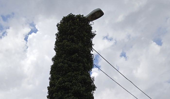 Rampicanti sui lampioni al Cimitero di Cattinara: la segnalazione di un triestino