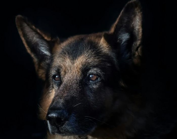 Avvistati 2 cani legati a Borgo San Sergio
