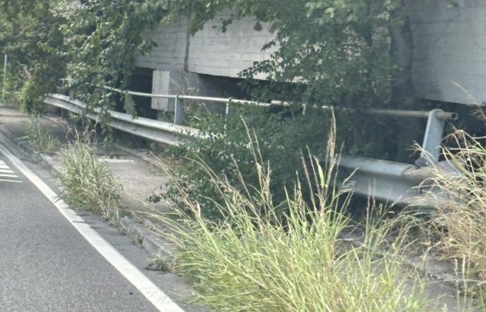 Vegetazione incolta in via Flavia: i residenti chiedono un intervento urgente