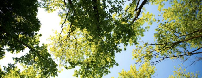 Triestino chiede potatura alberi in via Carnaro: "Per evitare danni a persone e cose"