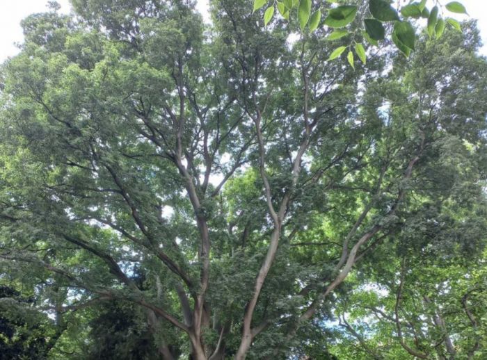 Gli alberi di Trieste partecipano alla campagna di valutazione europea #EUTREETAG
