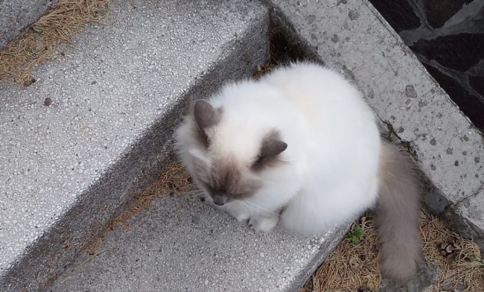 Avvistato gatto in zona San Luigi: segnalazione su un gruppo social