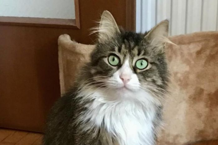Gatto scomparso in zona via Valerio/Parco San Giovanni: appello per ritrovare Gingi