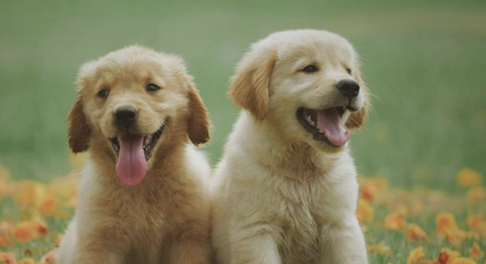 Polemica su social: "Cani ovunque, cattiveria gratuita per strada"
