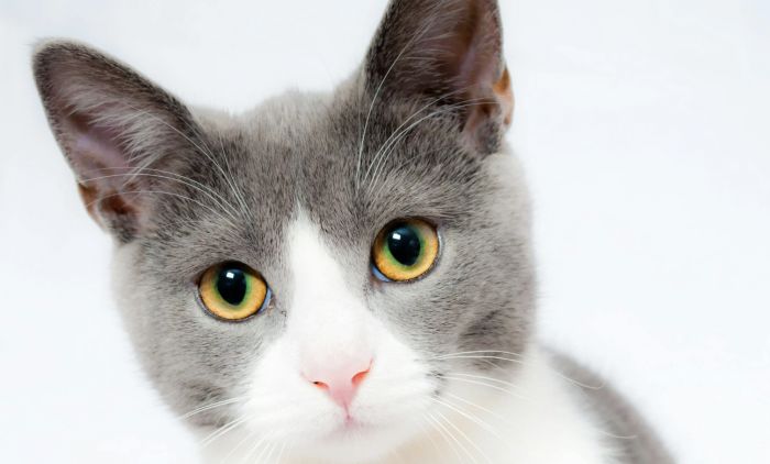 San Vito, avvistato gatto in cerca di aiuto: appello ai proprietari