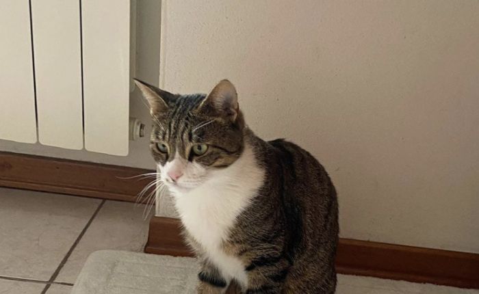 Avvistamento gatto in zona Università: appello sui social per ritrovare il proprietario