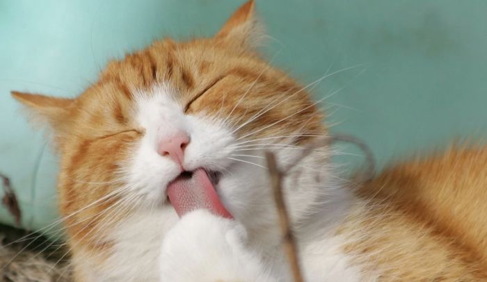 Appello social: "Un gatto potrebbe essere rimasto chiuso in un box a Roiano"