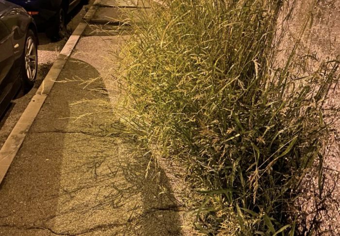 Via Capodistria, parcheggi e marciapiedi invasi: i residenti camminano in mezzo alla strada