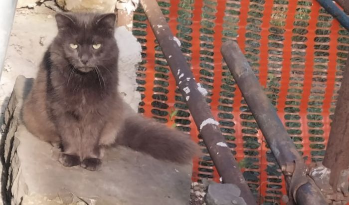 Gatto misterioso avvistato a San Vito: i residenti segnalano un nuovo arrivato