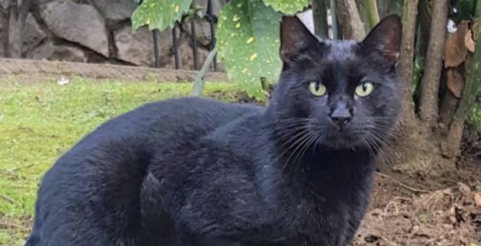 Zona Faro: appello per il gatto Frodo scomparso da 12 giorni