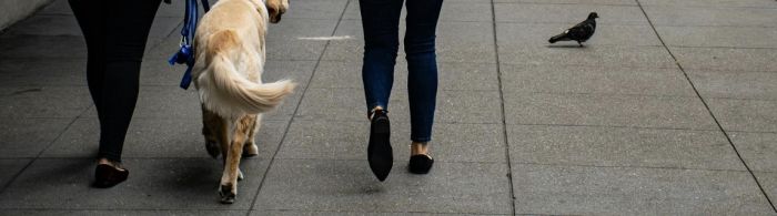 Sgambetto in pubblico: un episodio di inciviltà in via Giulia