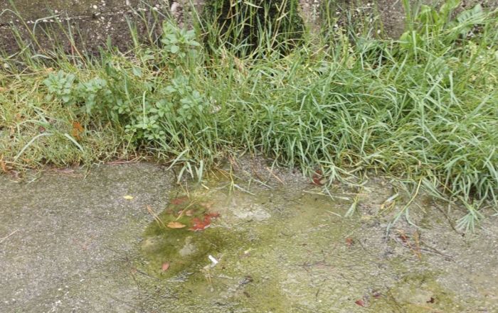 "Marciapiede tra ratti e vegetazione": la denuncia su via Visinada