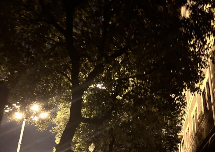Alberi oscurano l'illuminazione: la richiesta dei cittadini in Riva Grumula