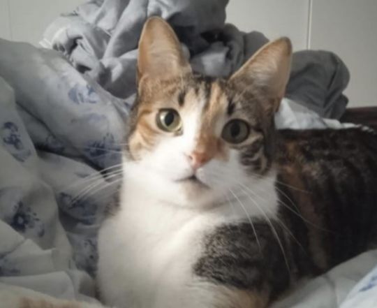 Trieste: Smarrito gatto tricolore tartarugato in zona via Giulia