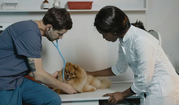 Mancanza di servizi veterinari notturni: un post sui social accende il dibattito su come agire