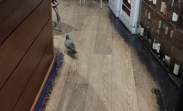 Piccione in pausa caffè: avvistamento curioso in un bar di Piazza Cavana