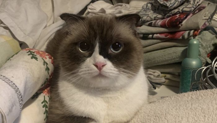 Gatto ritrovato in via Ugo Foscolo: l'appello di un cittadino per ritrovare il proprietario