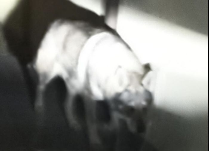Avvistato un cane o lupo tra Log e San Giuseppe: segnalazione ai cittadini