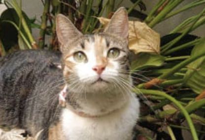 Smarrita gattina "Moon" in zona via dei Cunicoli e via Giulia