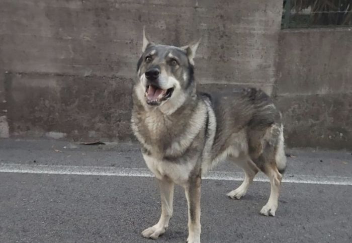 Avvistato cane libero a Log: “attenzione, potrebbe essere aggressivo”