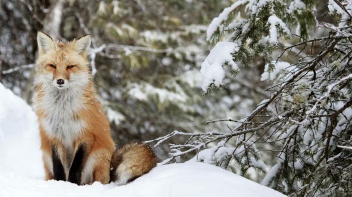 Cosa Fanno gli animali in inverno? Speciale visita raccontata al Museo Civico di Storia Naturale