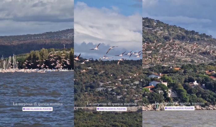 Stormo di fenicotteri rosa attraversa il Villaggio del Pescatore (VIDEO)