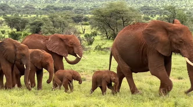 Raro parto gemellare di una elefantessa in Kenya