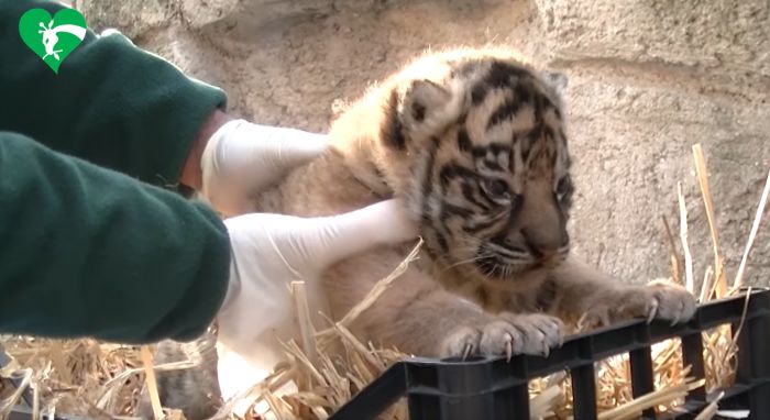 Una femmina di tigre di Sumatra è nata al bioparco di Roma (VIDEO)