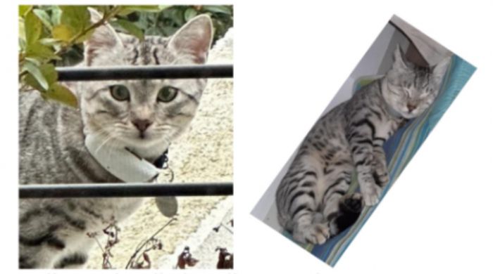 Roiano, mistero sul gatto sparito di casa da via dei Moreri. Appello del proprietario: "Chi sa, parli" 