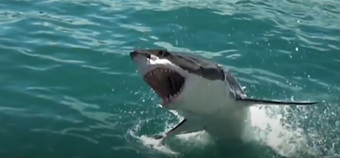 Un'orca ha ucciso uno squalo e gli ha mangiato il fegato 