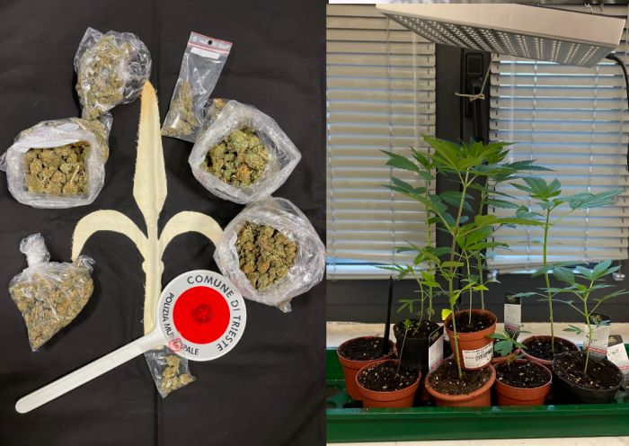 Brillante operazione della polizia locale di Trieste, sequestrati 250 grammi di marijuana