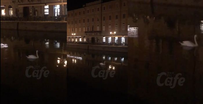 Splendido cigno dà spettacolo lungo il Canal Grande a Trieste (VIDEO) 