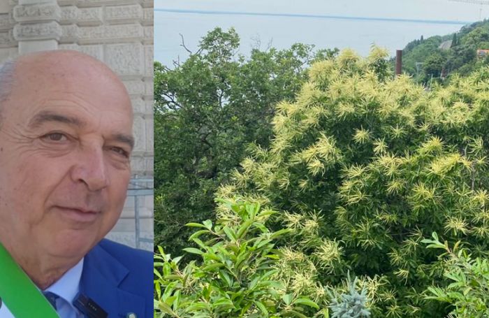 Sindaco Dipiazza soddisfatto: "L’albero di castagne in fiore è fantastico"