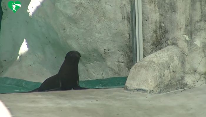 Al Bioparco di Roma è nata una otaria della California (VIDEO)