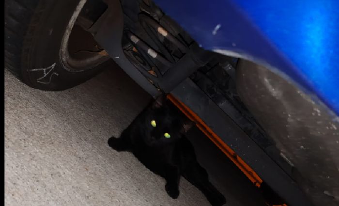 Avvistato gatto a San Giacomo, tenta di avvicinarlo ma scappa: si cerca il proprietario