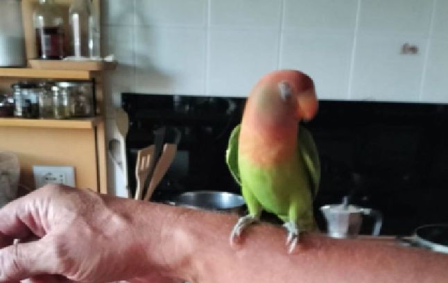 Smarrito simpatico pappagallino in Ponziana