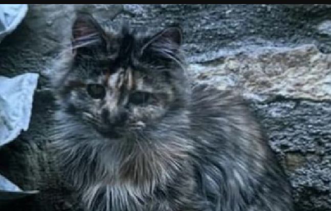  Appello disperato per ritrovare il gatto Raya, offerta ricompensa di 3000 euro: scomparso da Montedoro