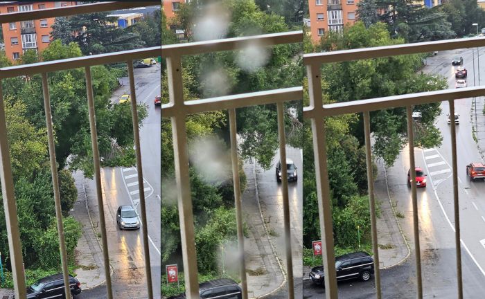 Un lettore: "Pericolo in via Flavia, albero a rischio caduta. Rischio per auto e scooter"