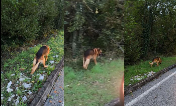 (RITROVATO IL PROPRIETARIO) Cane zoppicante e socievole avvistato vicino alla Scuola di Banne, aiutiamolo!