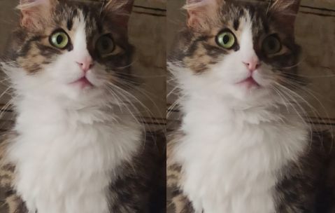 Appello per Tosca, la gattina scomparsa vicino all'Università