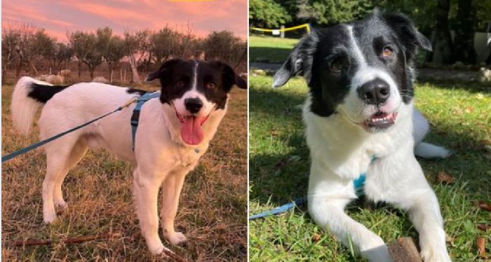 (TROVATO) Allarme a Basovizza: smarrito Loki, cane di 3 anni, si cerca disperatamente